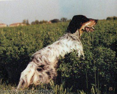 Setter Anglais BOY DELLA BASSANA Setter Anglais BOY DELLA BASSANA